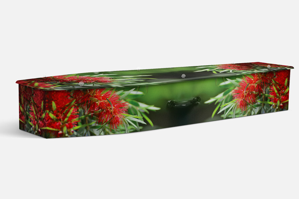 Bottle Brush coffin in red bottlebrush flowers against dark green foliage