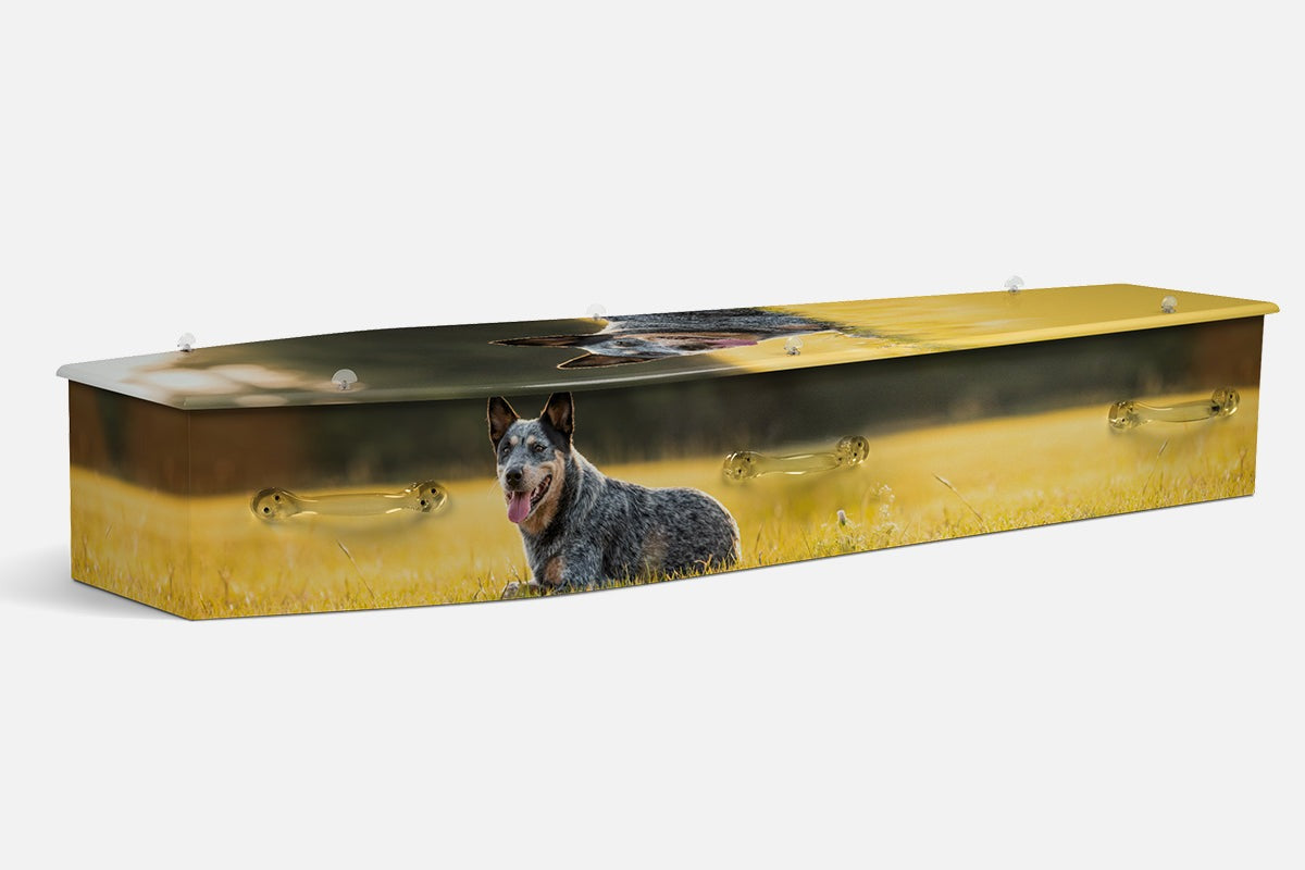 Cattle Dog coffin in a photographic golden grass scene with a blue heeler resting in the sun