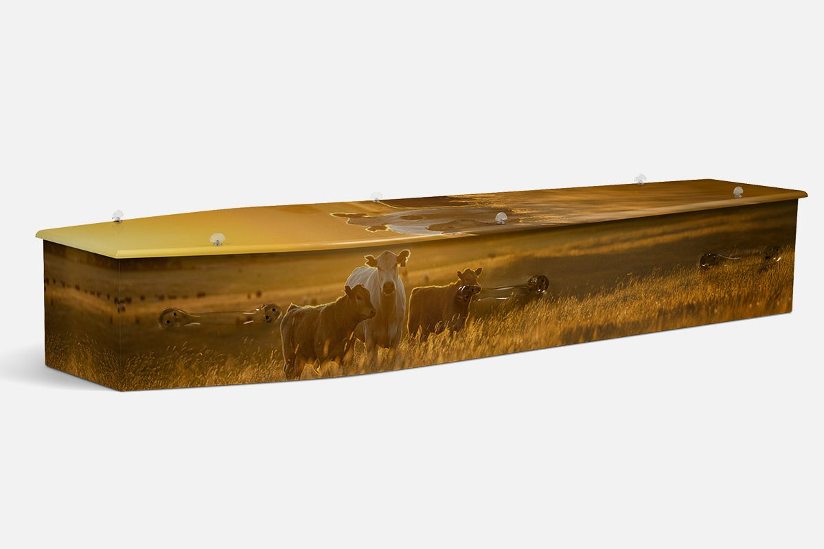 Cattle coffin in a photographic scene of calves and cows standing together in golden grass at sunset