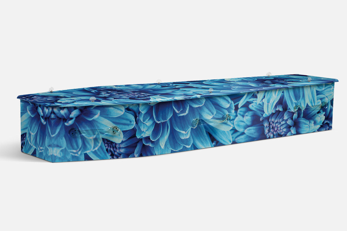 Chrysanthemum Flowers coffin in cool blue toned chrysanthemum blooms shown close up