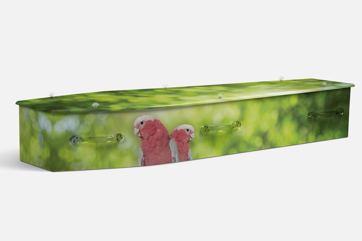 Galah coffin in a photographic green bokeh scene with two pink and grey galahs perched together