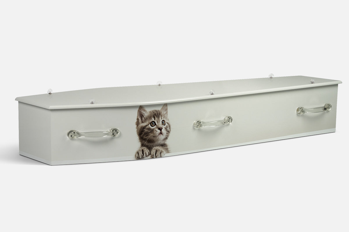 Kittens coffin in plain cream with a grey tabby kitten peeking over the edge
